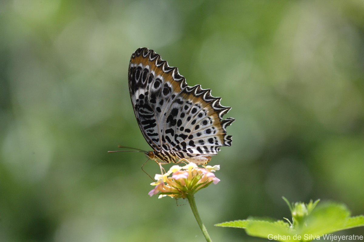 Cethosia nietneri Felder, 1867